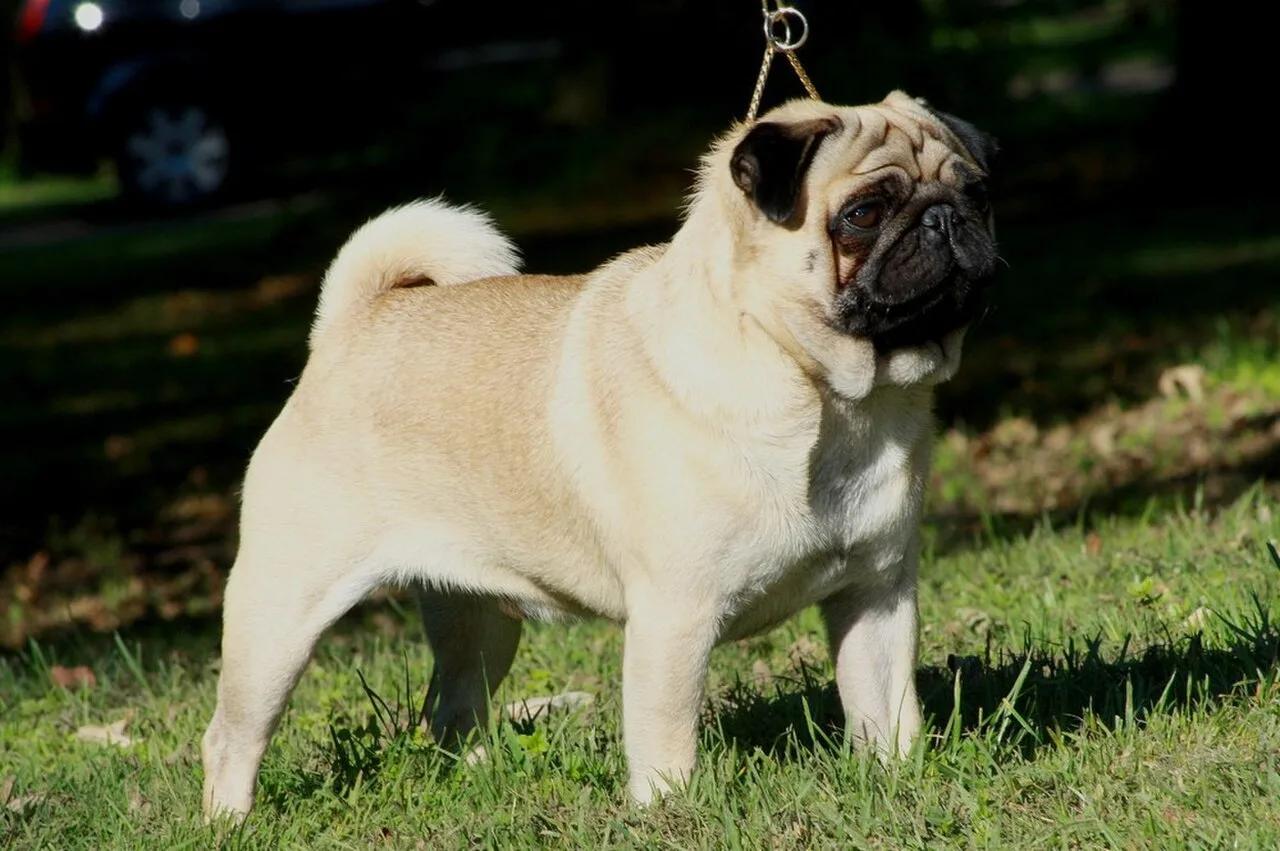 Apartmana Uygun Köpek Irkları: Dairede Bakabileceğiniz 10 Cins