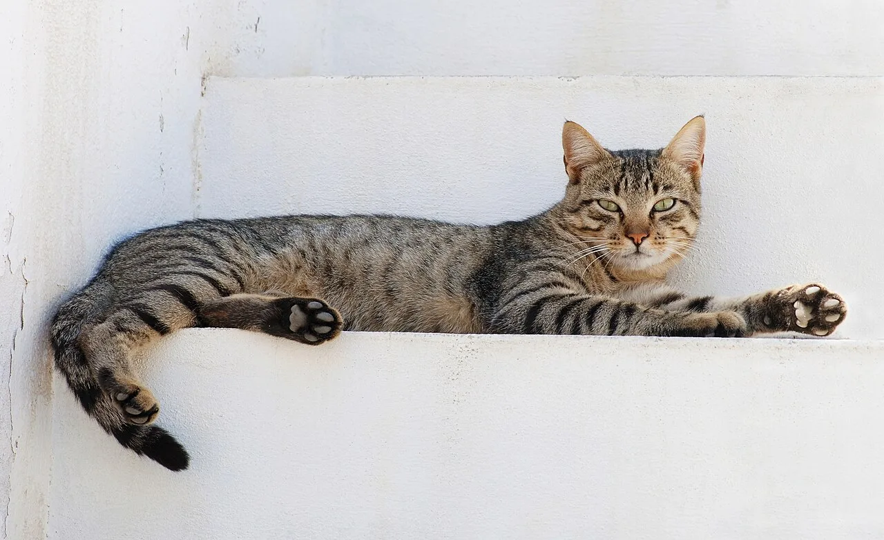 En İyi Kedi Maması (2026): Bütçene ve Kedine Göre 8 Marka Karşılaştırması
